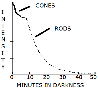 Visual Response to Darkness